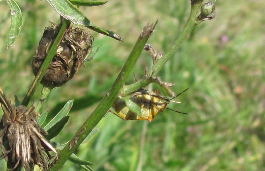 Pentatomidae: Carpocoris purpureipennis del Piemonte (BI)